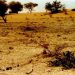 UN, Yobe Distribute 3m Tree Seedlings To Fight Desertification