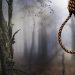 Zimbabwe Abolishes Death Penalty, Spares 60 On Death Row