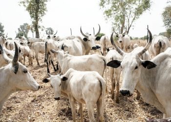 Another Nigerian Governor Bans Open Grazing