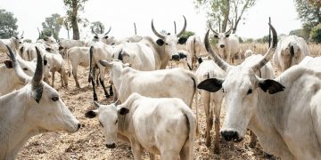 Another Nigerian Governor Bans Open Grazing