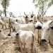 Another Nigerian Governor Bans Open Grazing