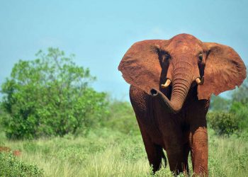 Elephant Tramples Thief To Death In South Africa