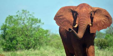 Elephant Tramples Thief To Death In South Africa