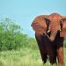 Elephant Tramples Thief To Death In South Africa