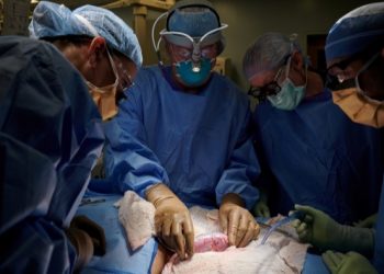 Surgeons Successfully Test Pig Kidney Transplant In Human Patient
