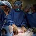 Surgeons Successfully Test Pig Kidney Transplant In Human Patient