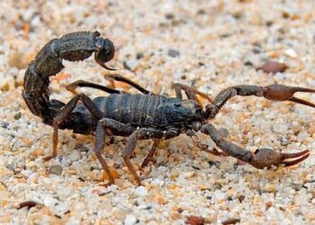 Egypt: Scorpions Kill Three, Injure Hundreds In Aswan