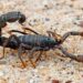 Egypt: Scorpions Kill Three, Injure Hundreds In Aswan