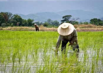 Benin Republic Gifts Nigerian Company 30,000 Hectares Of Land For Rice Cultivation