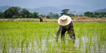 Benin Republic Gifts Nigerian Company 30,000 Hectares Of Land For Rice Cultivation