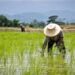Benin Republic Gifts Nigerian Company 30,000 Hectares Of Land For Rice Cultivation