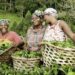 France Invests €200,000 To Boost Agricultural Skills Of Nigerian women