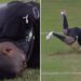 Ivory Coast Goalkeeper Sangare Loses Father After AFCON Howler