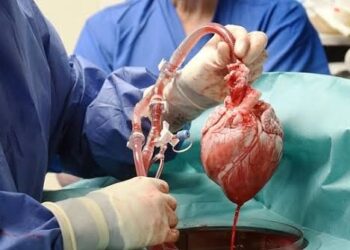Man Receives First Successful Transplant of Pig Heart Into Human Body