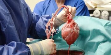 Man Receives First Successful Transplant of Pig Heart Into Human Body