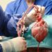 Man Receives First Successful Transplant of Pig Heart Into Human Body