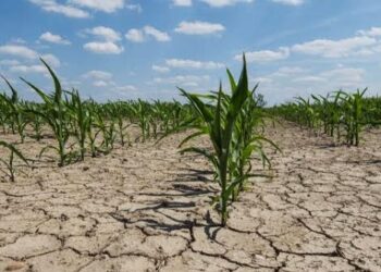 Global Heating Could Impact World Food Supply Before 1.5°C, UN Warns