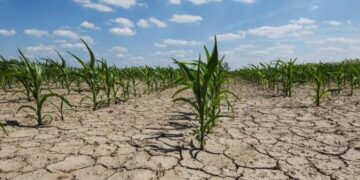 Global Heating Could Impact World Food Supply Before 1.5°C, UN Warns