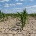 Global Heating Could Impact World Food Supply Before 1.5°C, UN Warns