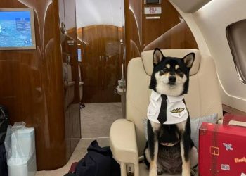 Departing Hong Kong Residents Fly Out Pets On Private Jets