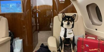 Departing Hong Kong Residents Fly Out Pets On Private Jets