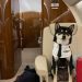 Departing Hong Kong Residents Fly Out Pets On Private Jets