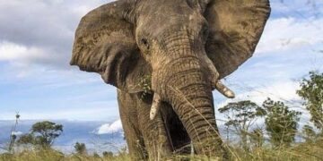 Zimbabwe: Elephant Kills Woman, Baby in Southeast