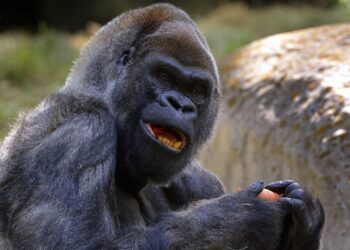 World’s Oldest Male Gorilla Dies At 61 After Covid-19 Diagnosis