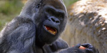 World’s Oldest Male Gorilla Dies At 61 After Covid-19 Diagnosis