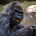 World’s Oldest Male Gorilla Dies At 61 After Covid-19 Diagnosis