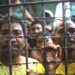 Minors Still Detained In Syria Prison – UN