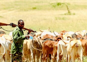 Chad: 12 Killed As Farmers, Herders Clash