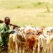 Chad: 12 Killed As Farmers, Herders Clash