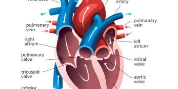 5 Ways To Improve Your Heart Health