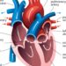 5 Ways To Improve Your Heart Health