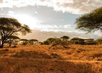 Zimbabwe Begins Repossessing Unused Land From Black Farmers