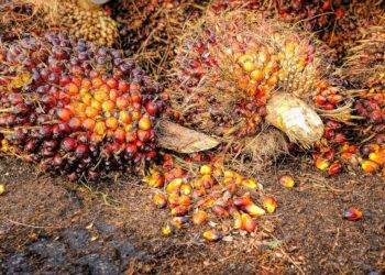 Indonesia Set To Ban Palm Oil Exportation To Tackle Domestic Shortage