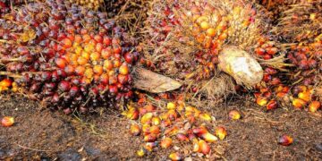 Indonesia Set To Ban Palm Oil Exportation To Tackle Domestic Shortage