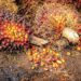 Indonesia Set To Ban Palm Oil Exportation To Tackle Domestic Shortage