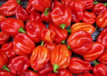 5 Reasons Pepper Should Be Added To Your Meals