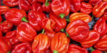 5 Reasons Pepper Should Be Added To Your Meals