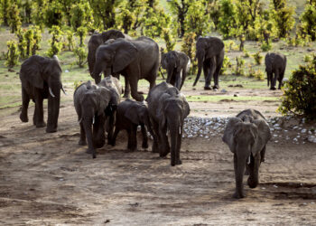 60 Zimbabweans Killed By Elephants This Year