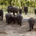 60 Zimbabweans Killed By Elephants This Year