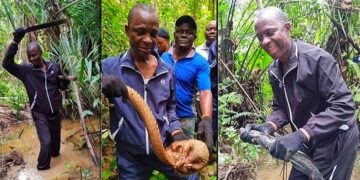 Robert Azibaola: Saving Bayelsa’s Rainforests