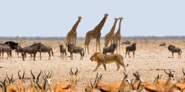 Kenya: Four Shot Dead In Protest Against Dangerous Wildlife Invasion
