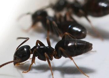 Concerns As Somalis Steam Ants To ‘Get High’