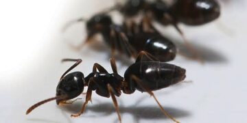 Concerns As Somalis Steam Ants To ‘Get High’