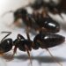 Concerns As Somalis Steam Ants To ‘Get High’
