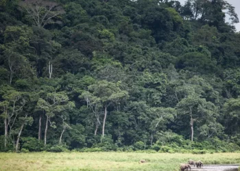 African Nations Push For An End To Climate Injustice Ahead Of COP27