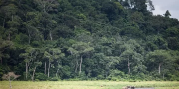 African Nations Push For An End To Climate Injustice Ahead Of COP27